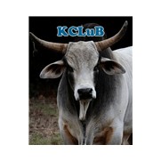 LKCB 128.4 Blues logo
